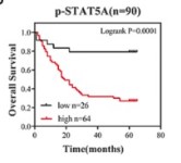high expression of p-STAT5A.jpg